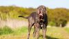 Thumbnail image 0 of Neapolitan Mastiff dog breed