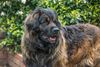 Thumbnail image 2 of Leonberger dog breed