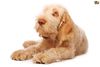 Thumbnail image 0 of Spinone Italiano dog breed