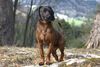 Thumbnail image 1 of Bavarian Mountain Hound dog breed