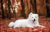 Thumbnail image 0 of Samoyed dog breed