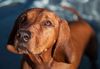 Thumbnail image 3 of Redbone Coonhound dog breed