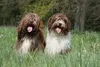 Thumbnail image 0 of Schapendoes dog breed