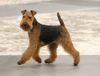 Thumbnail image 1 of Welsh Terrier dog breed