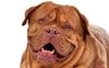 Thumbnail image 1 of Dogue de Bordeaux  dog breed