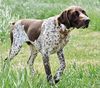Thumbnail image 0 of German Shorthaired Pointer dog breed