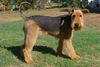 Thumbnail image 3 of Welsh Terrier dog breed