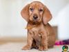 Thumbnail image 0 of Basset Fauve De Bretagne dog breed