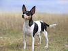 Thumbnail image 2 of Toy Fox Terrier dog breed