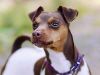 Thumbnail image 1 of Brazilian Terrier dog breed