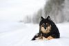 Thumbnail image 2 of Finnish Lapphund dog breed