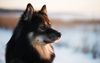 Thumbnail image 0 of Finnish Lapphund dog breed