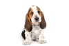 Thumbnail image 0 of Basset Hound dog breed