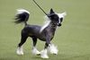 Thumbnail image 3 of Chinese Crested dog breed