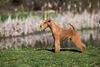 Thumbnail image 2 of Lakeland Terrier dog breed