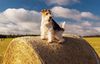 Thumbnail image 3 of Wire Hair Fox Terrier dog breed