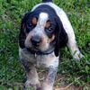 Thumbnail image 1 of Bluetick Coonhound dog breed
