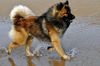 Thumbnail image 0 of Eurasier dog breed