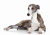 Thumbnail image 1 of Italian Greyhound dog breed