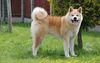 Thumbnail image 3 of Akita dog breed
