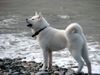Thumbnail image 1 of Akita dog breed