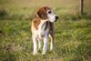 Thumbnail image 2 of American Foxhound dog breed
