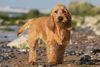 Thumbnail image 2 of Basset Fauve De Bretagne dog breed