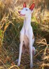 Thumbnail image 1 of Ibizan Hound dog breed