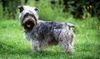 Thumbnail image 3 of Glen of Imaal Terrier dog breed