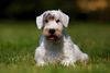 Thumbnail image 2 of Sealyham Terrier dog breed
