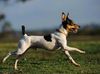 Thumbnail image 1 of Toy Fox Terrier dog breed