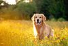 Thumbnail image 6 of Golden Retriever dog breed