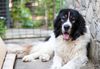 Thumbnail image 0 of Bucovina Shepherd Dog dog breed
