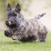 Thumbnail image 3 of Scottish Terrier dog breed