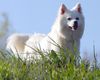 Thumbnail image 1 of American Eskimo Dog dog breed