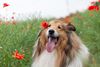 Thumbnail image 1 of Collie dog breed