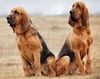 Thumbnail image 0 of Bloodhound dog breed