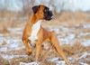Thumbnail image 0 of Boxer dog breed