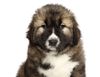 Thumbnail image 1 of Caucasian Shepherd Dog dog breed