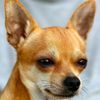 Thumbnail image 2 of Chihuahua dog breed