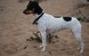Thumbnail image 0 of Brazilian Terrier dog breed