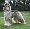 Thumbnail image 3 of Afghan Hound dog breed