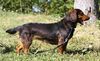 Thumbnail image 4 of Alpine Dachsbracke dog breed