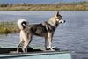 Thumbnail image 0 of Canadian Eskimo Dog dog breed