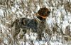 Thumbnail image 0 of Wirehaired Pointing Griffon dog breed