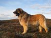 Thumbnail image 3 of Leonberger dog breed