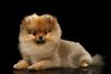 Thumbnail image 1 of Pomeranian dog breed