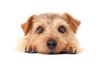 Thumbnail image 0 of Norfolk Terrier dog breed