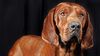 Thumbnail image 0 of Redbone Coonhound dog breed