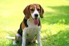 Thumbnail image 4 of Beagle dog breed